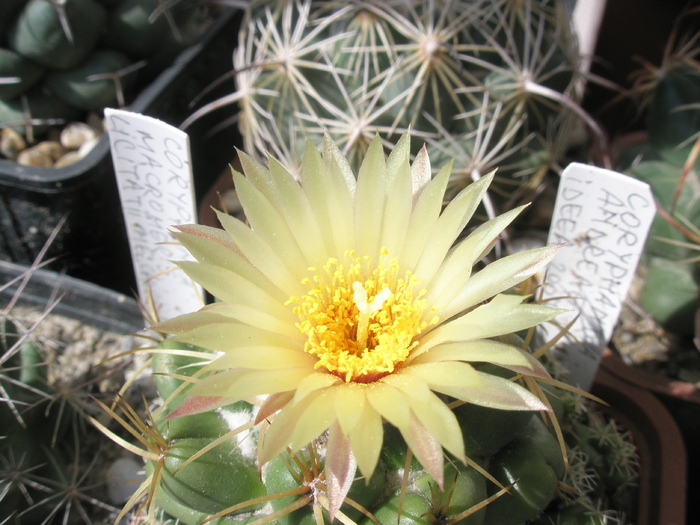 Coryphantha andreae - floare - Coryphantha