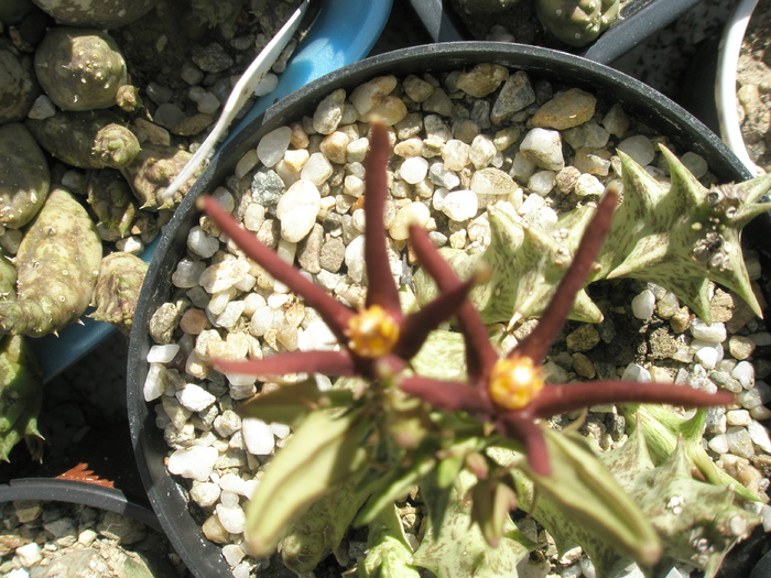 Caralluma mentjetsisna - flori - Caralluma