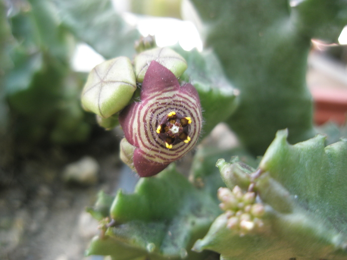 Caralluma europaea - floare - 12.07 - Caralluma