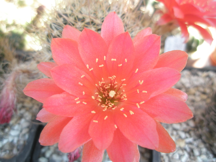 Lobivia scheliana - floare