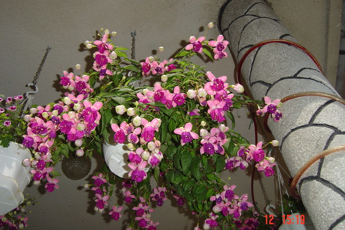 poze noi 665 - FUCSIA 2010-2011