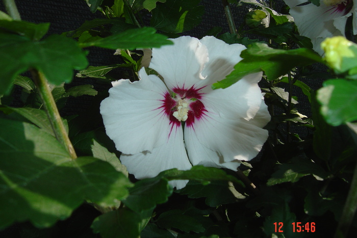 hibiscus de gradina - 09-2012-HIBISCUS