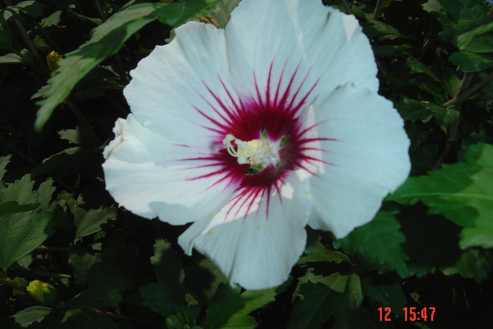 poze noi 672 - 09-2012-HIBISCUS