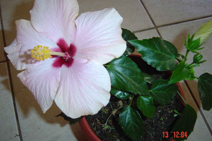 hibiscus roz pal
