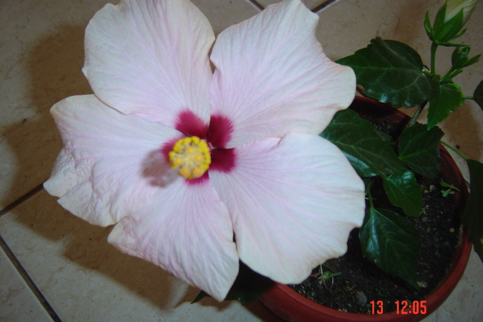 poze noi 674 - 09-2012-HIBISCUS