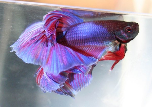 betta splendens 4 - pestii