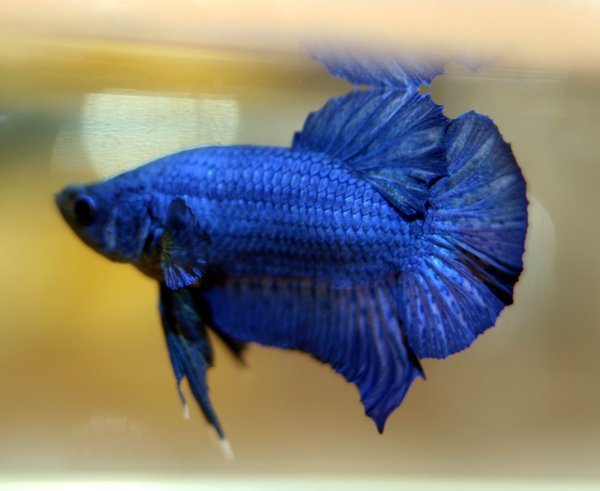 betta splendens 5 - pestii