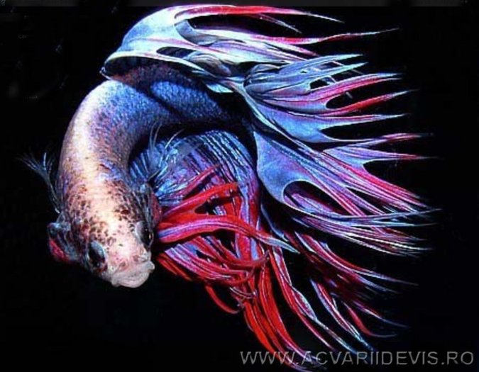 betta_splendens15_a