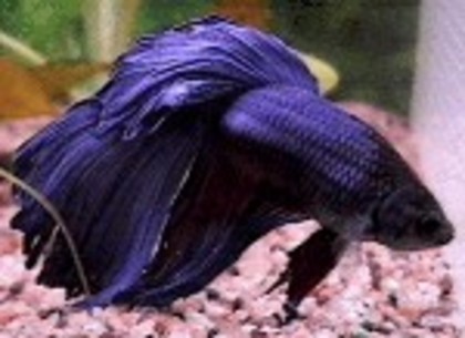 betta_splendens16 - pestii