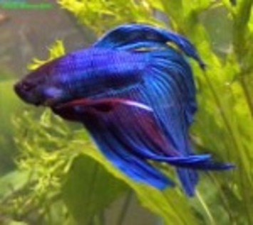 betta_splendens17 - pestii