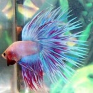 betta_splendens-150x150 - pestii