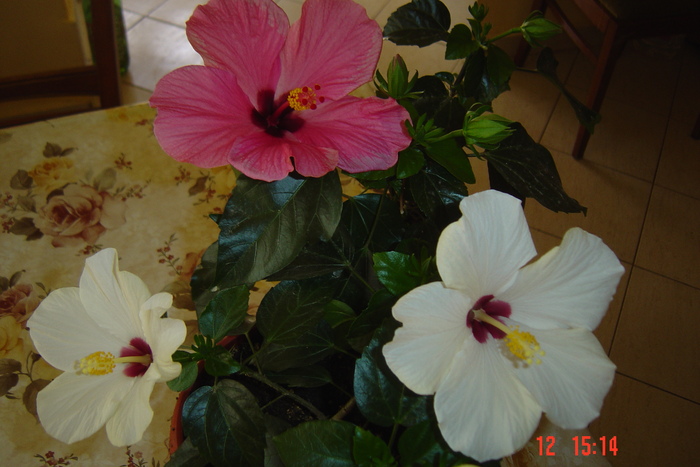 poze noi 658 - 09-2012-HIBISCUS