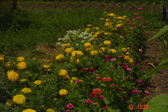 poze noi 684 - rondourile mele cu flori