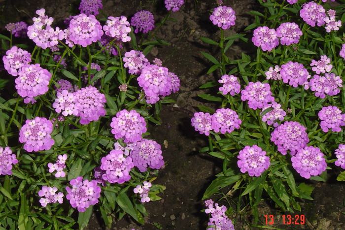 poze noi 686 - rondourile mele cu flori