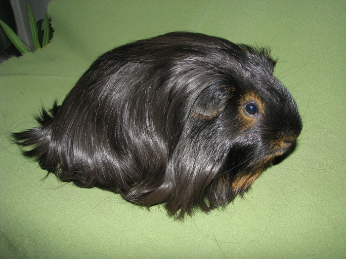 sheltie black tan import ungaria - 9_varietati rare de culoare