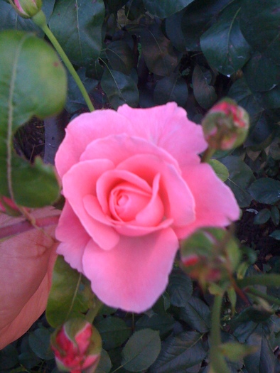 IMG_0609 - 13 07 2010