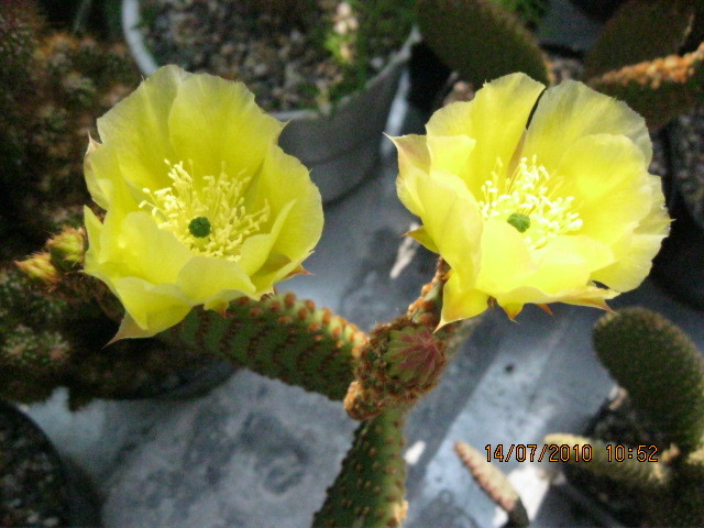 eladok 2010.jul.14 003 - Opuntia