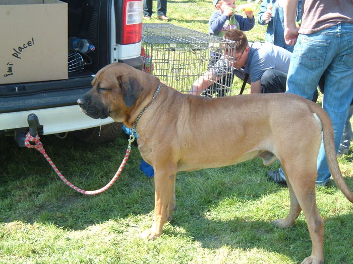 DSCF3391 - Expo Canina Satu Mare 25 apr 2009