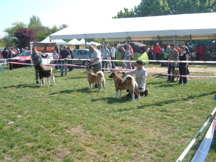 DSCF3643 - Expo Canina Satu Mare 25 apr 2009