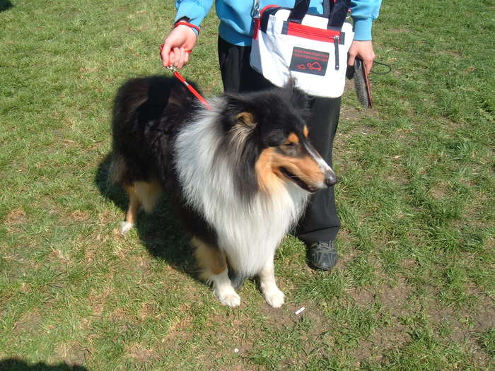 DSCF3690 - Expo Canina Satu Mare 25 apr 2009