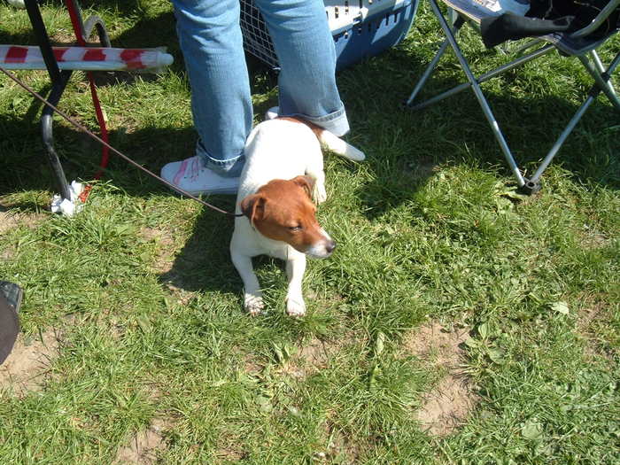 DSCF3684 - Expo Canina Satu Mare 25 apr 2009