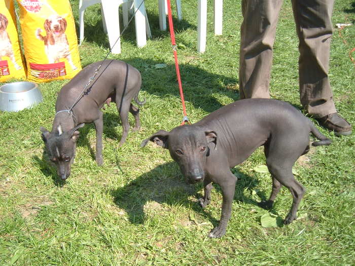 DSCF3691 - Expo Canina Satu Mare 25 apr 2009