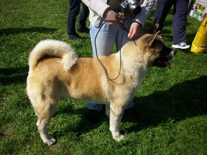 IMG_1168; akita inu (american)
