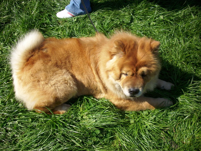 IMG_1173; chow chow
