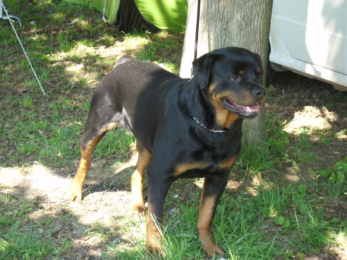 IMG_1231; rottweiler

