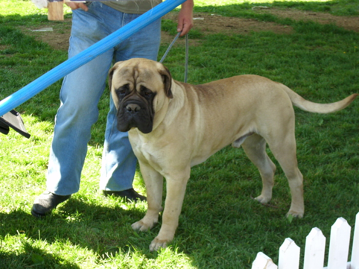 IMG_1219; bull mastiff
