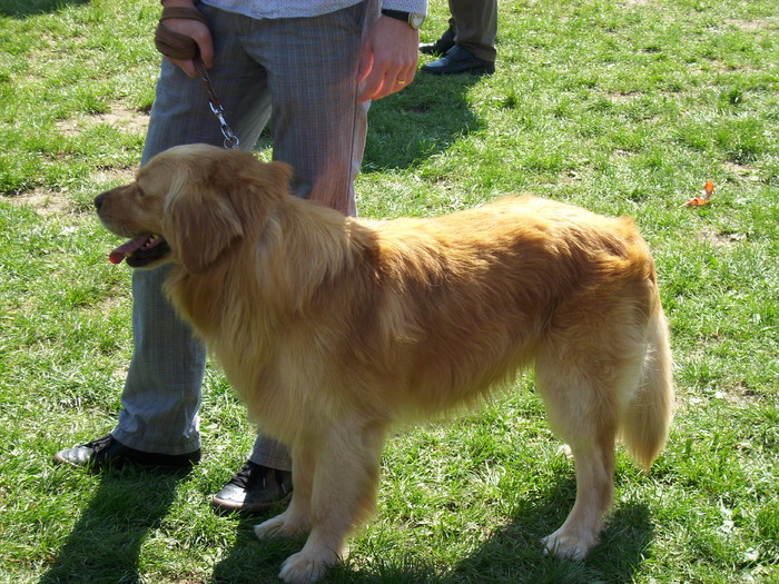 IMG_1215; golden retriever
