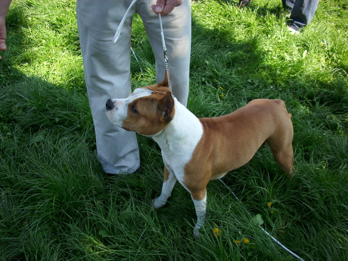 IMG_1182; amstaf(pitbull)
