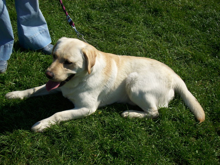 IMG_1177; labrador
