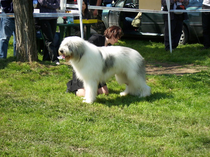 IMG_1234 - Expo Canina Satu Mare 25 apr 2009