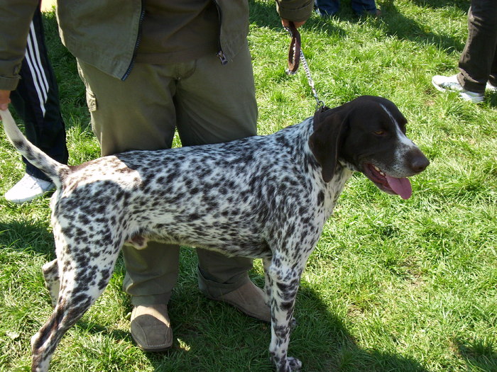 IMG_1248 - Expo Canina Satu Mare 25 apr 2009