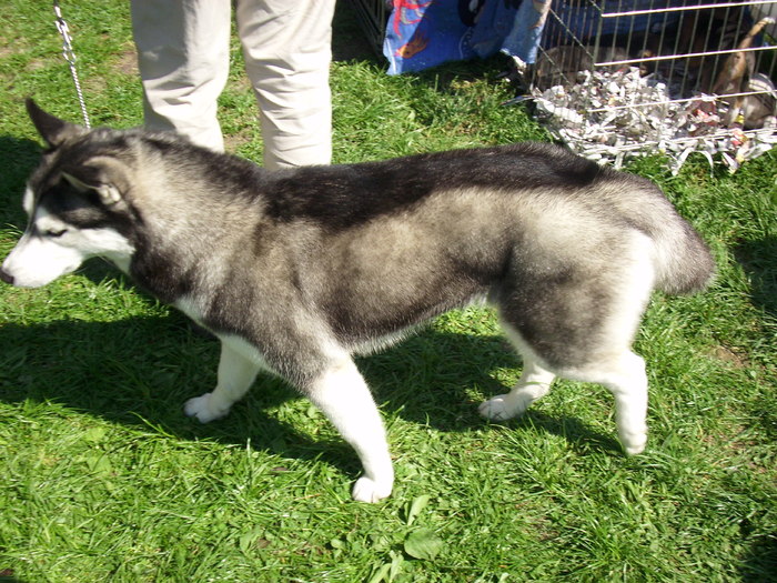 IMG_1250; husky
