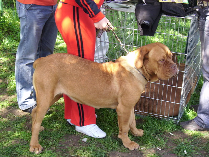 IMG_1257; dog de bordeaux (bordo)
