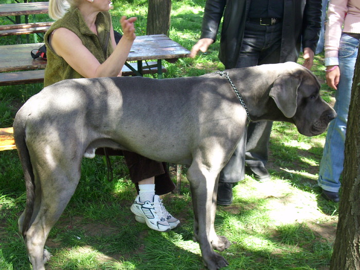 IMG_1258; alano(dog german)
