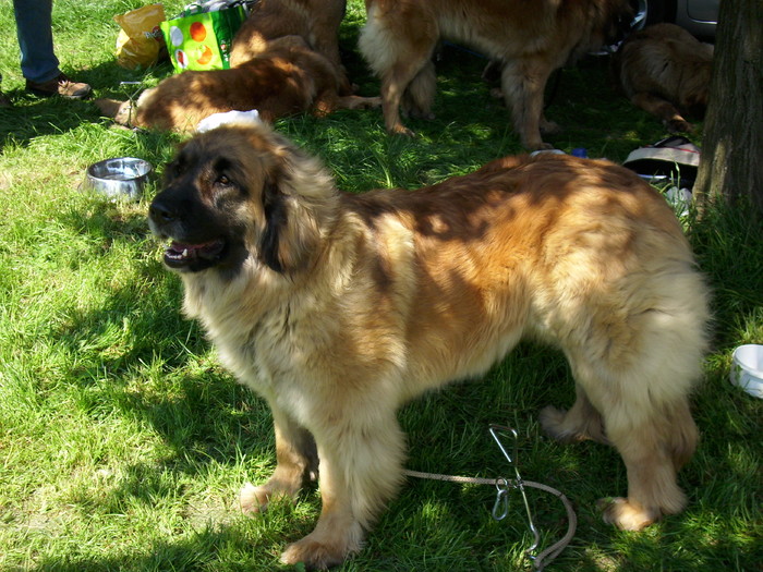 IMG_1273; leonberger
