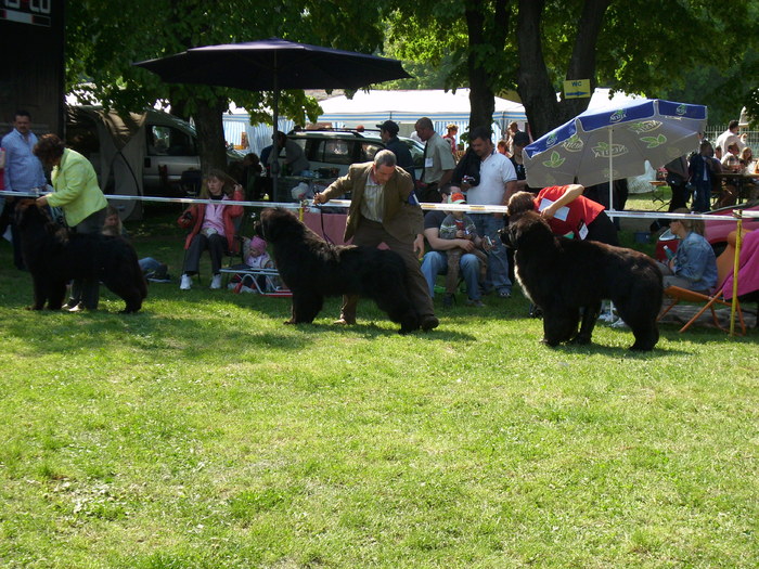 IMG_1314 - Expo Canina Satu Mare 25 apr 2009