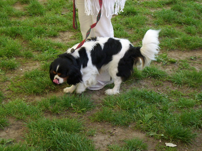 IMG_1411; cavalier king charles spaniel
