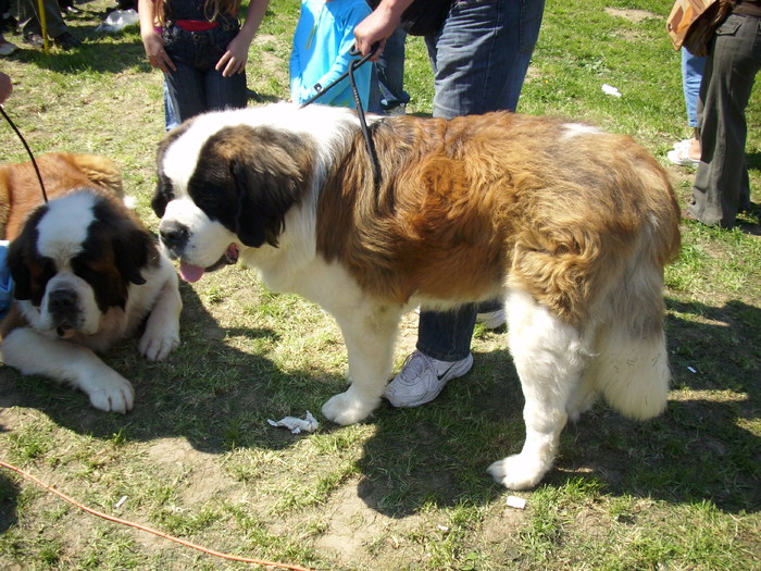 IMG_1393 - Expo Canina Satu Mare 25 apr 2009