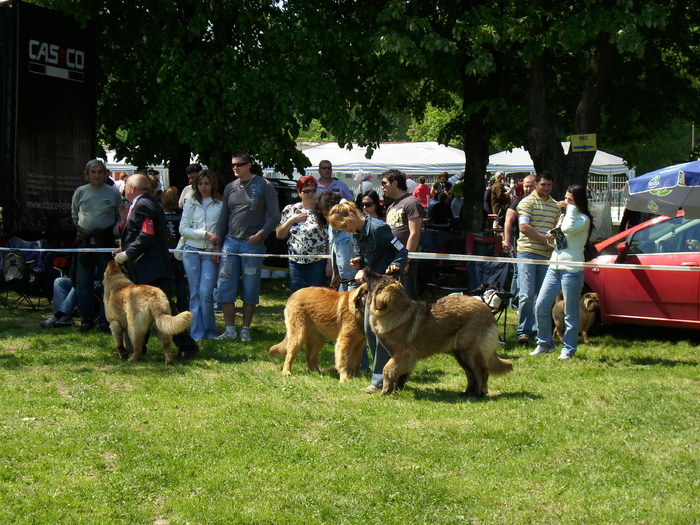 IMG_1350 - Expo Canina Satu Mare 25 apr 2009