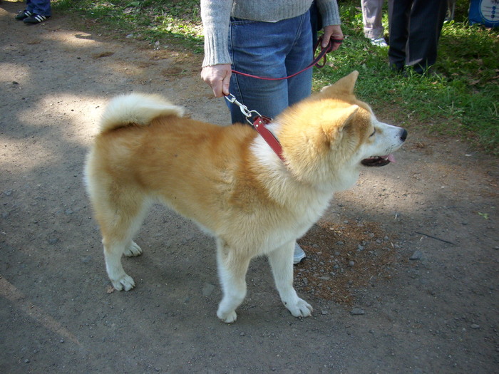 akita inu - Expo Canina Timisoara 05-06 sept 2009