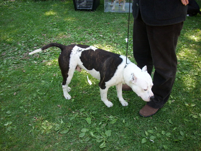 american staffordshire terrier (pittbul) 01 - Expo Canina Timisoara 05-06 sept 2009