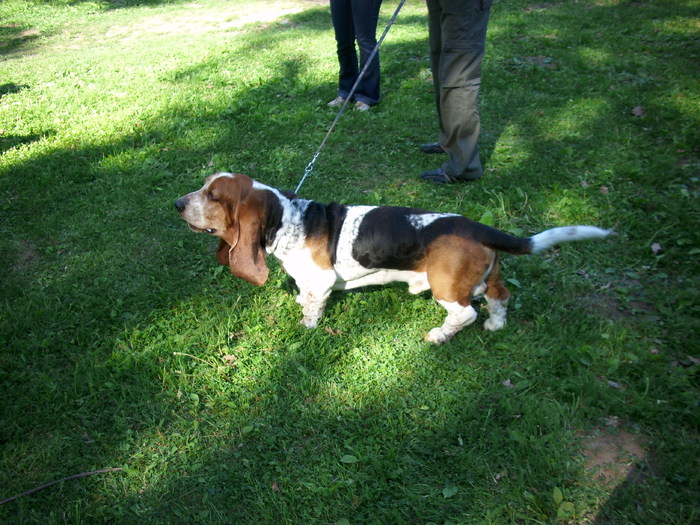 basset hound - Expo Canina Timisoara 05-06 sept 2009