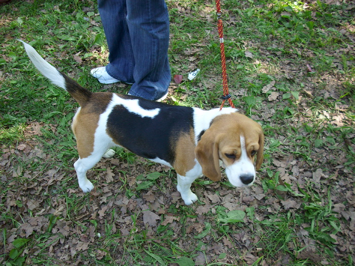 beagle - Expo Canina Timisoara 05-06 sept 2009