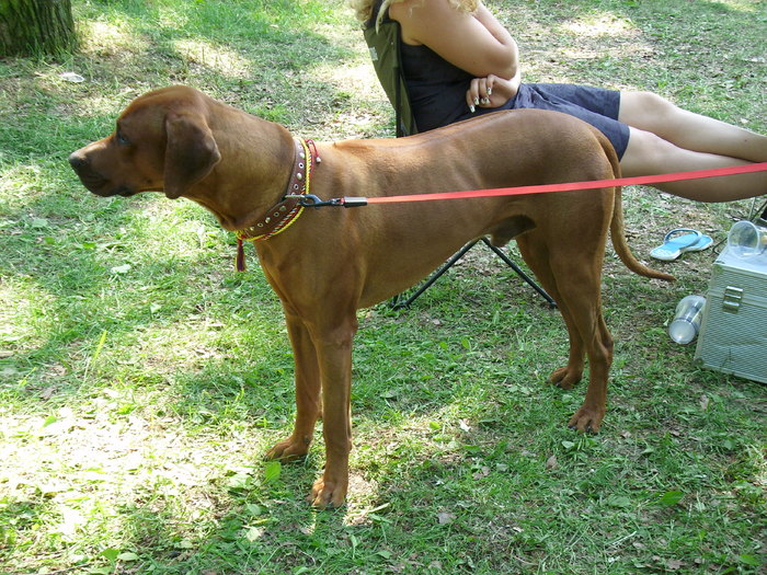 brac unguresc - Expo Canina Timisoara 05-06 sept 2009