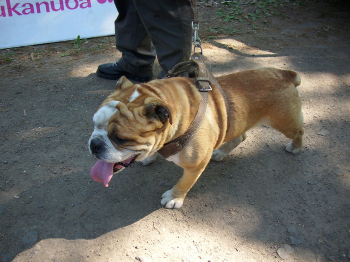 buldog englez - Expo Canina Timisoara 05-06 sept 2009