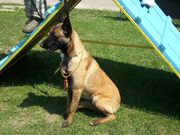 ciobanesc belgian malinois - Expo Canina Timisoara 05-06 sept 2009